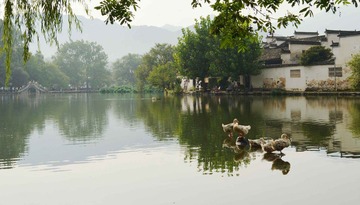 南湖鸭子2.jpg