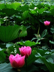 SDC10870.jpg