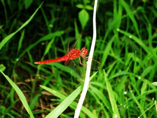 SDC10890.jpg