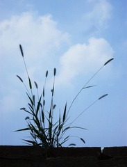 SDC11113.jpg
