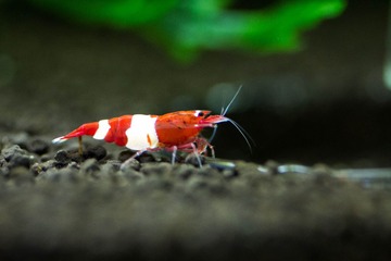 IMG_2710.jpg