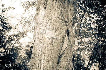 IMG_2806.jpg