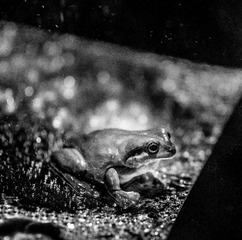 _DSC9350PF