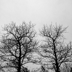 IMG_6554PF