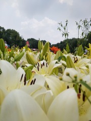 975
