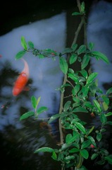 _dsc077220120419.JPG
