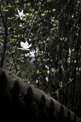 _dsc074020120823_1.JPG