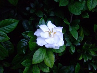 85C0DF94-4797-47C5-88A1-8114AC5C9495/L0/001
