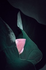 56435