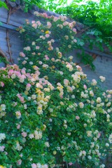 349A1010-C41A-4AEA-A1D1-CC5877CD7DE9/L0/001