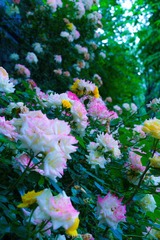 6F1CA81C-FAD3-428D-B0E5-22E9D73B195A/L0/001