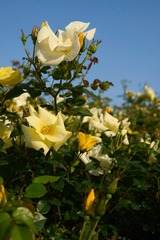 053808DC-AAC6-44DF-AE38-DEA9BABF4806/L0/001