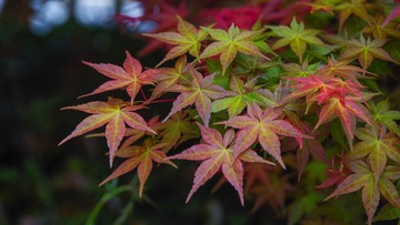 9640CFEC-80D8-40A7-A588-D19CF14DD1F1/L0/001