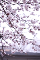 11D13481-2D6E-49D3-AB86-ED91E039ED94/L0/001
