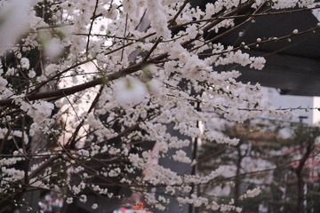 D0E218E4-F9EA-4B82-8B1A-51529275359A/L0/001