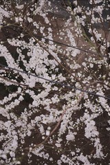 36A035CF-576B-4C28-A5B7-DF79531E9CAE/L0/001