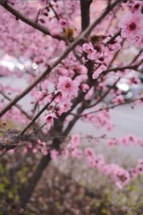 10F65078-99E3-49C8-B19E-880AAD95263D/L0/001
