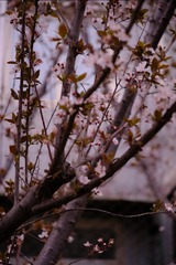 C9305924-2B42-4687-89BC-2B25AD48D9A2/L0/001