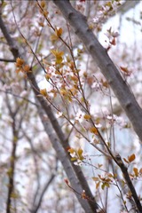 7070CD27-3CB9-4B24-B1DC-DFE10D5364F6/L0/001