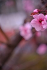 77512C93-C0A6-4112-A756-739E0300092B/L0/001