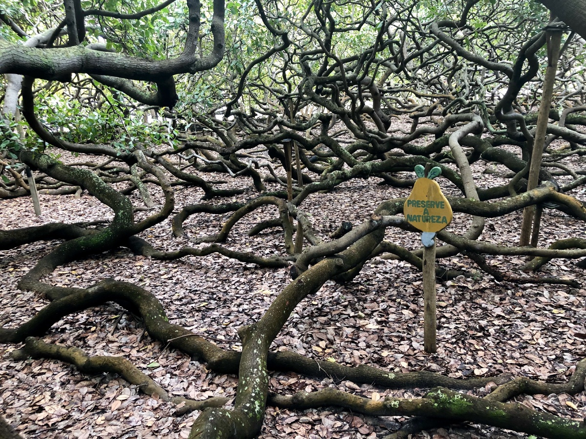 近三年频繁往返中国巴西,竟没想起来在图虫上记录一下她的样子