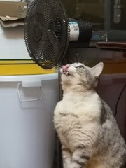 13114