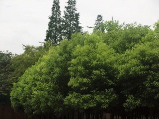 大宁公园- (9).JPG