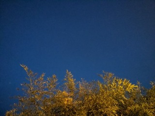 1000032504
