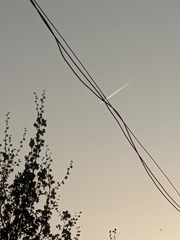 1000028487
