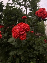 753F12F1-1377-468E-A61F-9290A4D9E467/L0/001