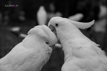 IMG_8595_副本.jpg