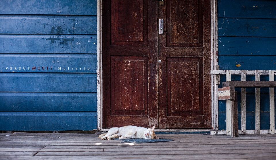 Malaysia -#水乡猫仔#<br />
在午睡的水乡小猫