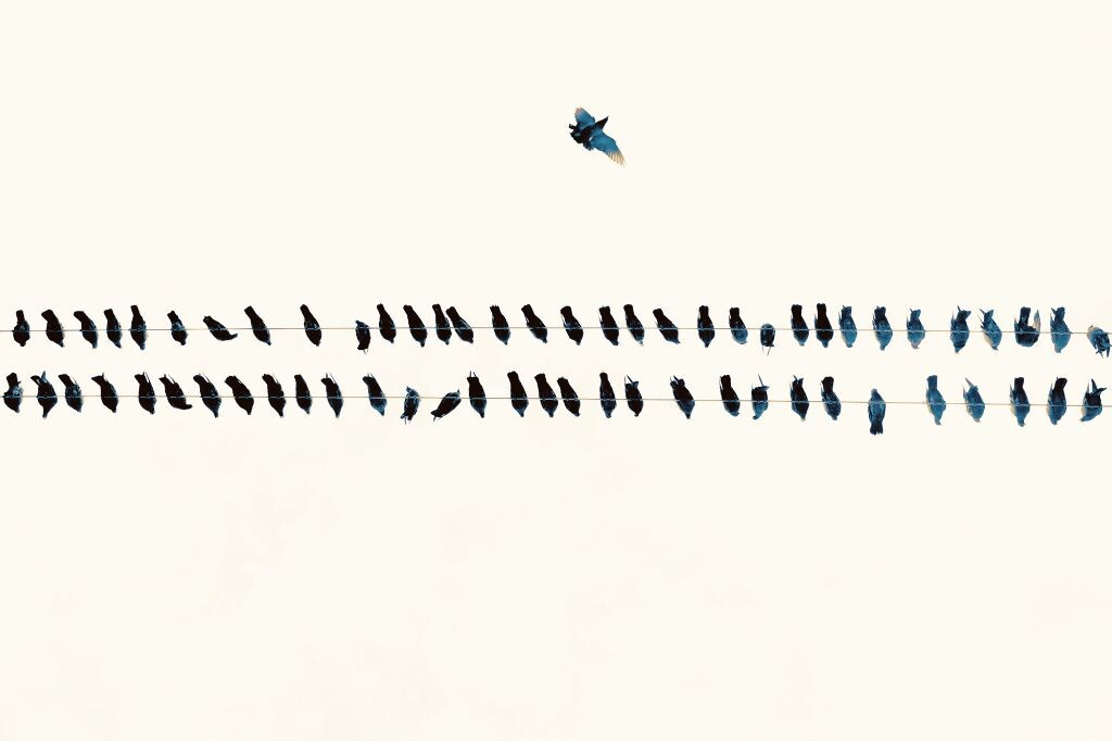 鸟<br />

