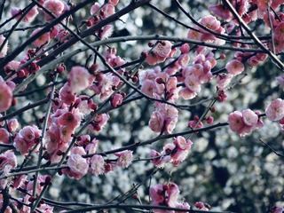 E0D9E186-CF2E-49C3-8AA7-B7984920F319/L0/001
