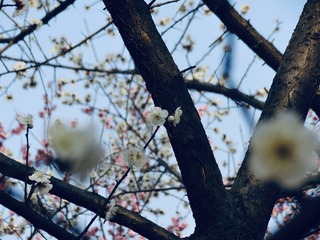 B0DDA42A-77FA-4960-82CE-40B3FF8F0485/L0/001