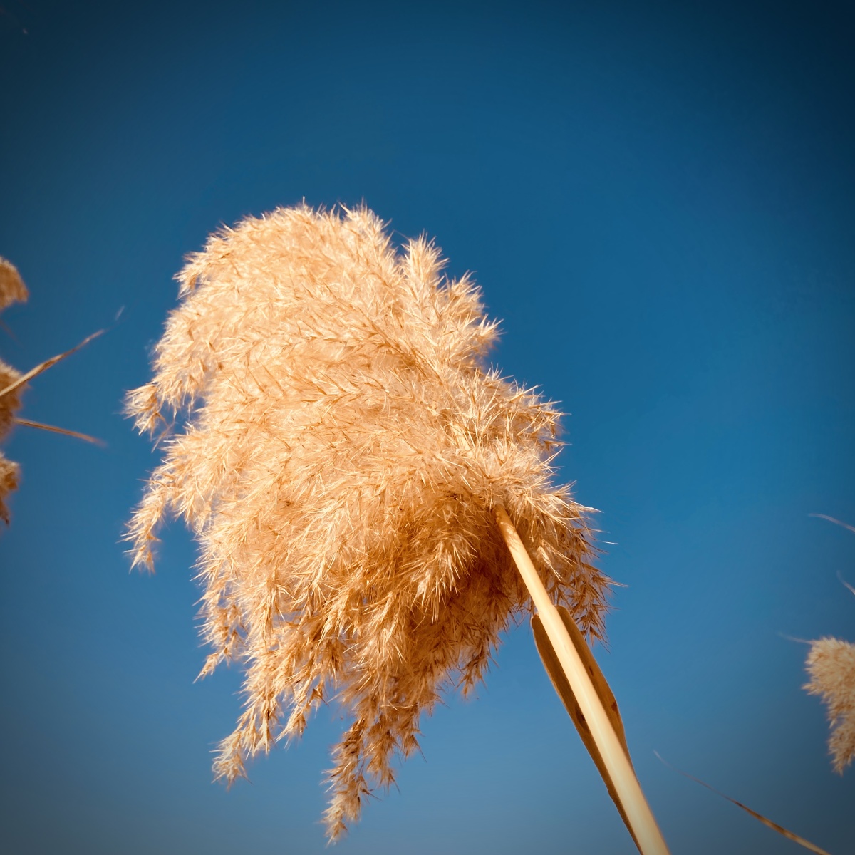 路边随拍秋季的野草也这般写意