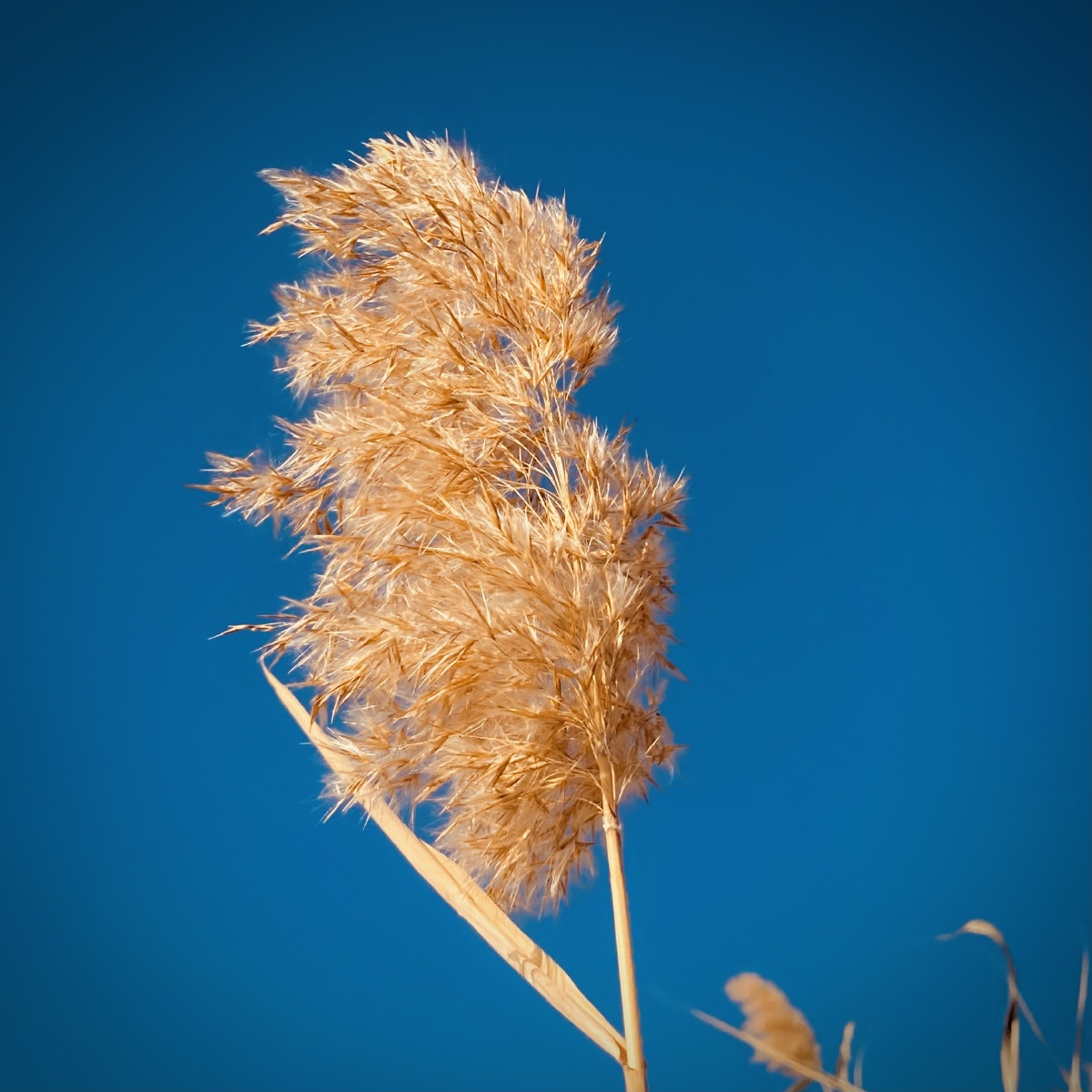 路边随拍秋季的野草也这般写意