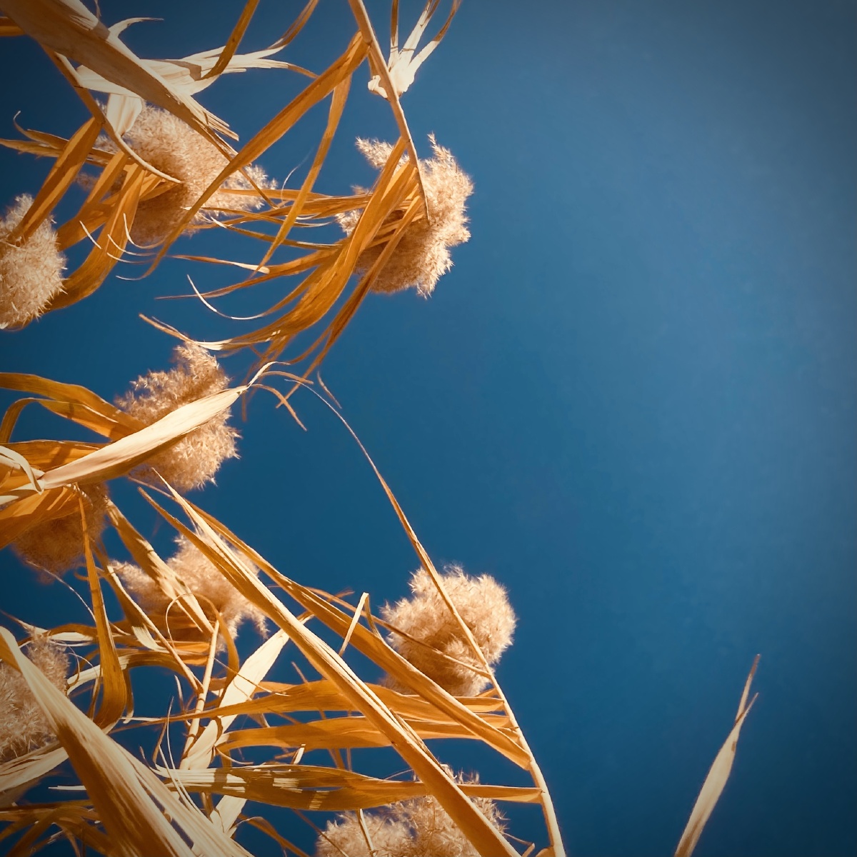 路边随拍秋季的野草也这般写意