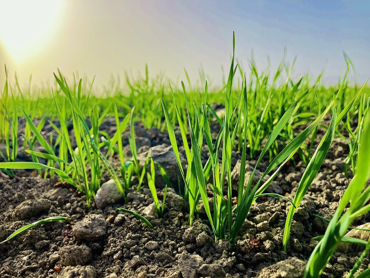 新疆春季小麦的生机