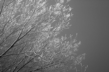 SDIM0003