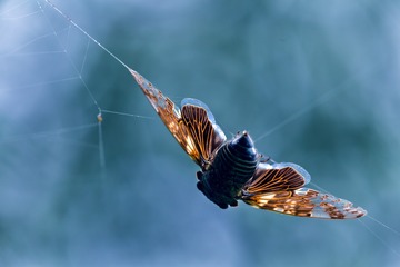 1206952