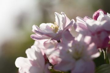 春花20190316_144