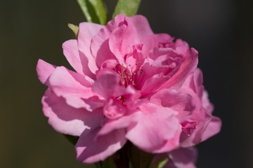 春花20190316_69