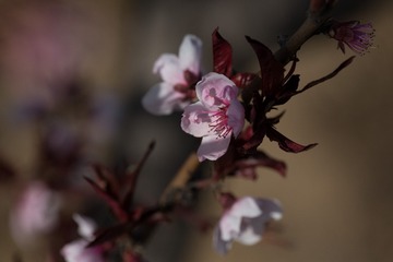 春花20190316_57
