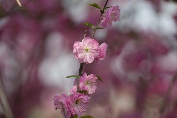 春花20190316_33