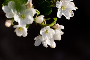 春花20190316_149