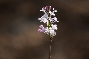 春花20190316_54