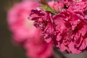 春花20190316_83