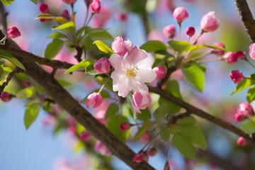 春花20190316_9
