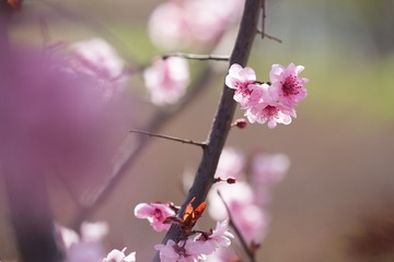 春花20190316_16